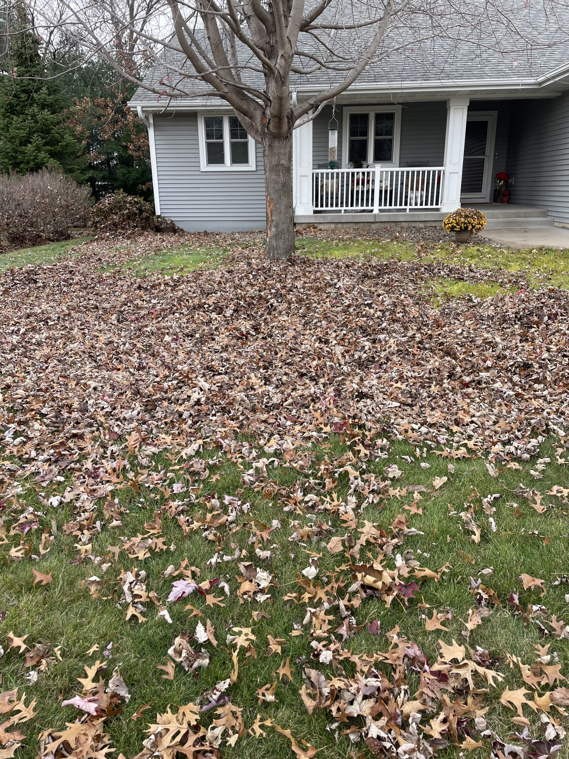 Before leaf cleanup