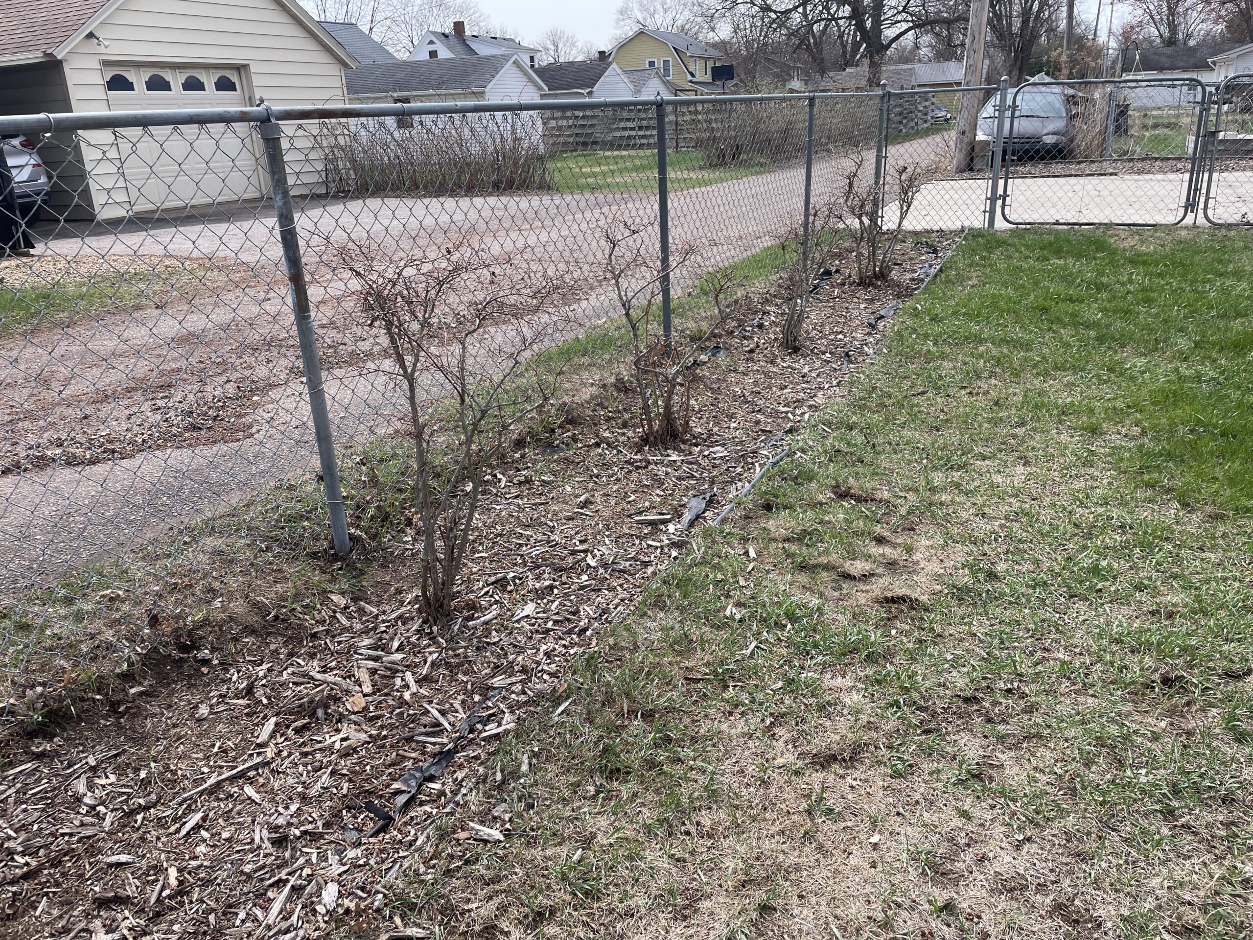 Before mulching